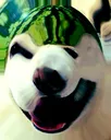 melon_doggo