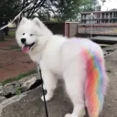 pridedoggo