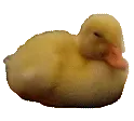 noNoo