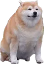 BigDoggo