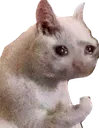 Catastrophe_sadcat3