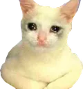 Catastrophe_sadcat1