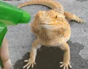 BeardedDragon
