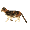 :catwalk: Discord Emote