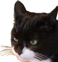 disappointed_angry_cat