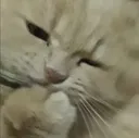 CatThonk CatThonk