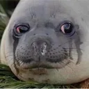 sealbigsad Discord Emoji