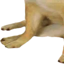 C1_cheemsBIGbaby4