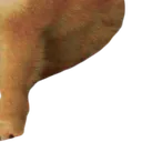C1_cheemsBIGbaby3