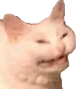 catew