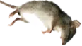 deadrat