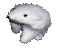 :polarberspin: Discord Emote