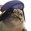 soldiercat