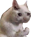 sadcat Discord emoji