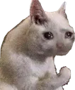 sadcat Discord Emoji