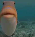WalterPhish