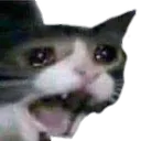 Nooo