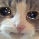 catSad