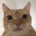 widecat