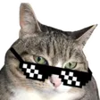 ppimCoolcat ppimCoolcat