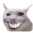 theflo16WhatTheCatto