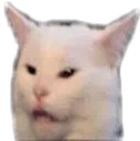 wtfcat