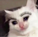 cateyebrowns Discord emoji