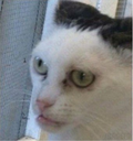 weirdocat Discord emoji