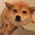 :akSwimmingDog: Discord Emote