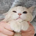 eBKcatyesplease
