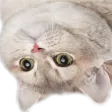 heavybreathingy