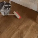 raccoonSweep