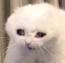 chNooo