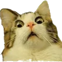 gaspkat