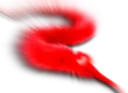 WORMOFFTHESTRING