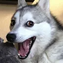 HappDoggo