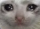 sadcat