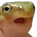 FrogChamp FrogChamp
