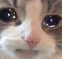 SAD SAD