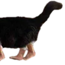 SClong1