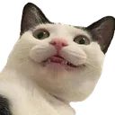SCwtf