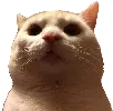 SCbruh2