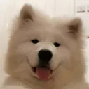 bork bork