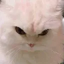 grrr