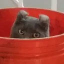 mickycat