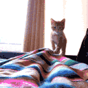 kittypounce Discord Emoji