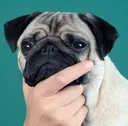 dogthink