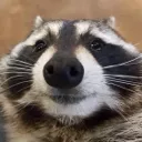 SadRaccoonie