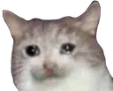sadguy