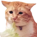 awman